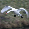 Oiseaux aux Grangettes - 047